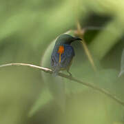 Orange-bellied Flowerpecker