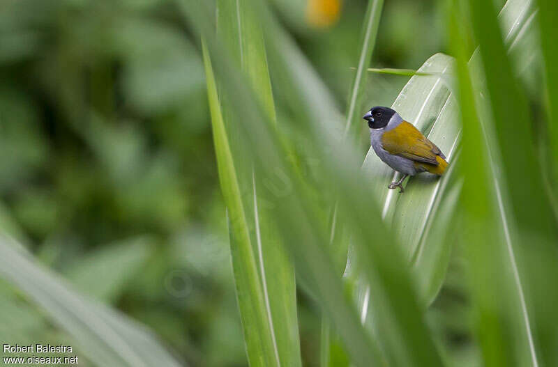 White-collared Oliveback