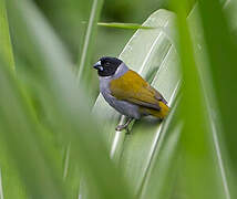 White-collared Oliveback