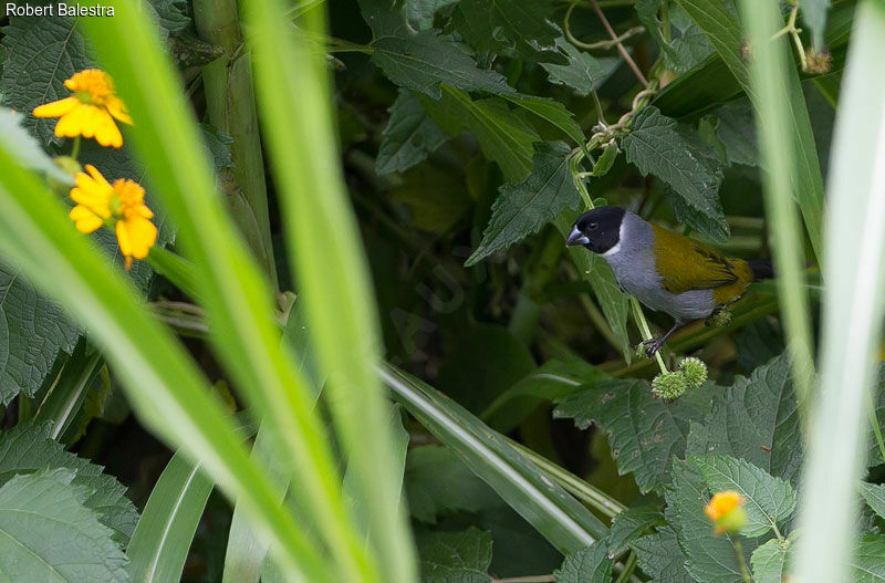 White-collared Oliveback