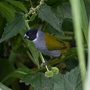 White-collared Oliveback