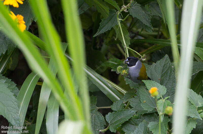 White-collared Oliveback