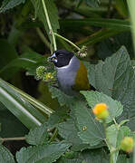 White-collared Oliveback