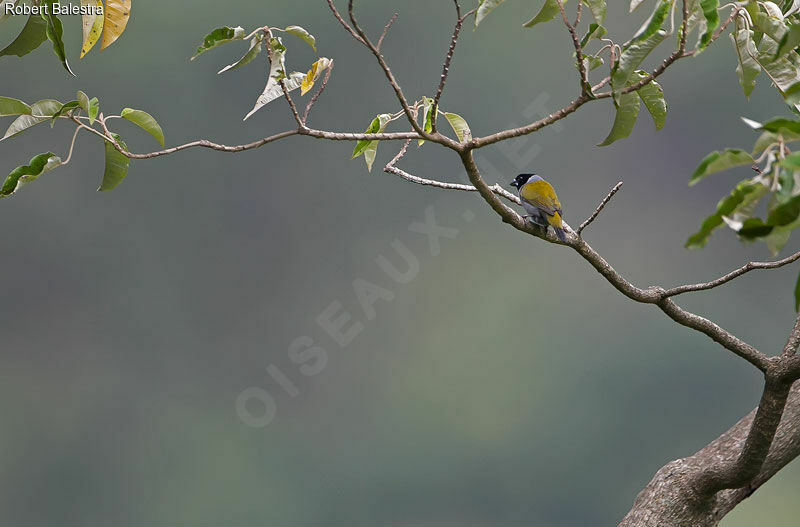 White-collared Oliveback