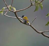 White-collared Oliveback