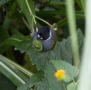 White-collared Oliveback