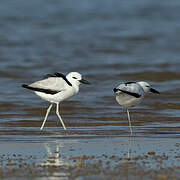 Crab-plover