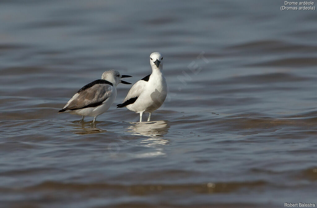 Crab-plover