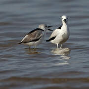 Crab-plover