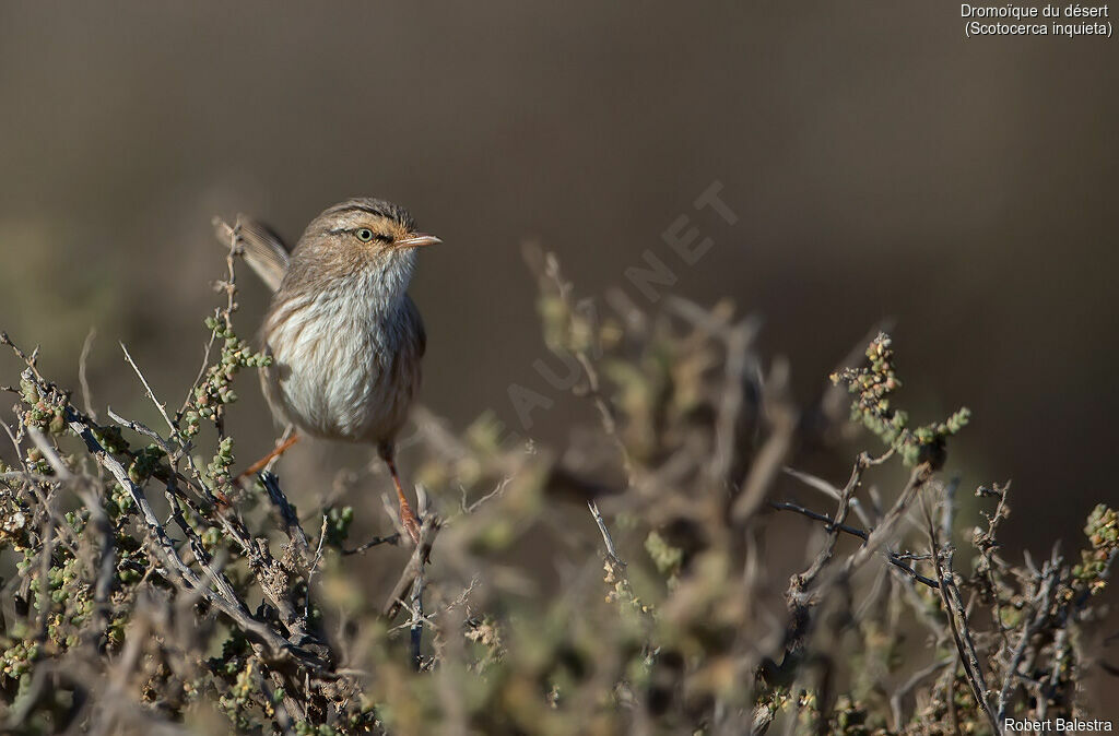 Streaked Scrub Warbler