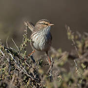 Streaked Scrub Warbler