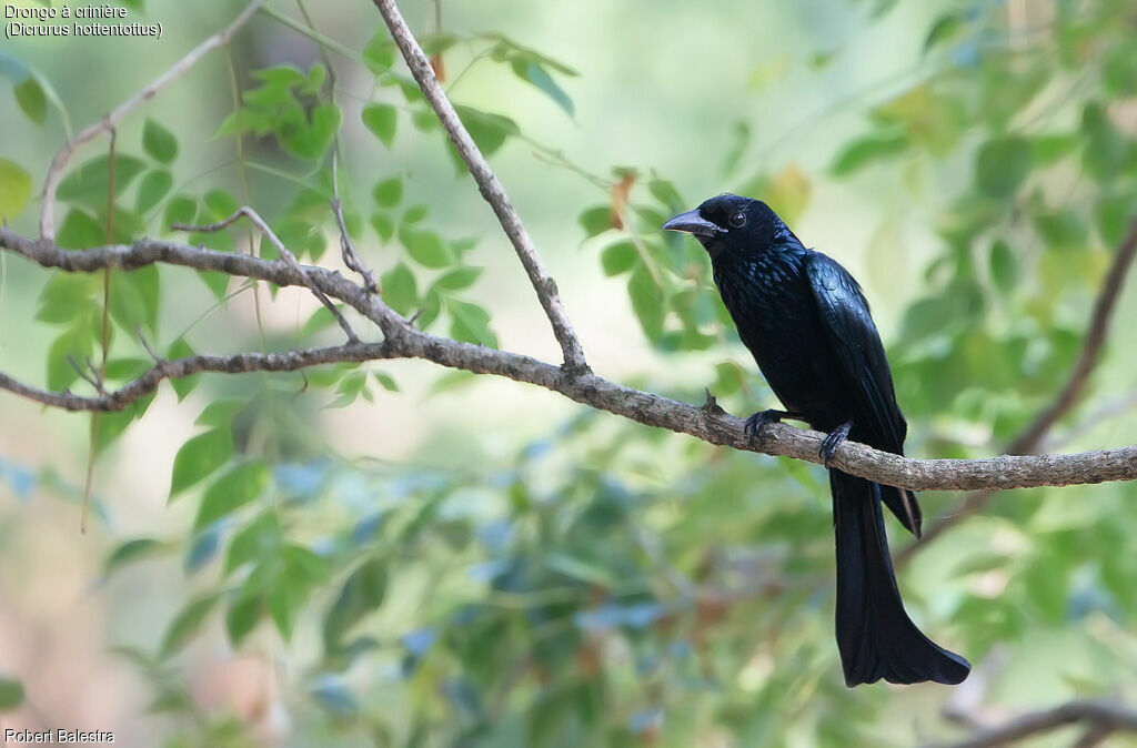 Drongo à crinière