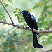 Hair-crested Drongo