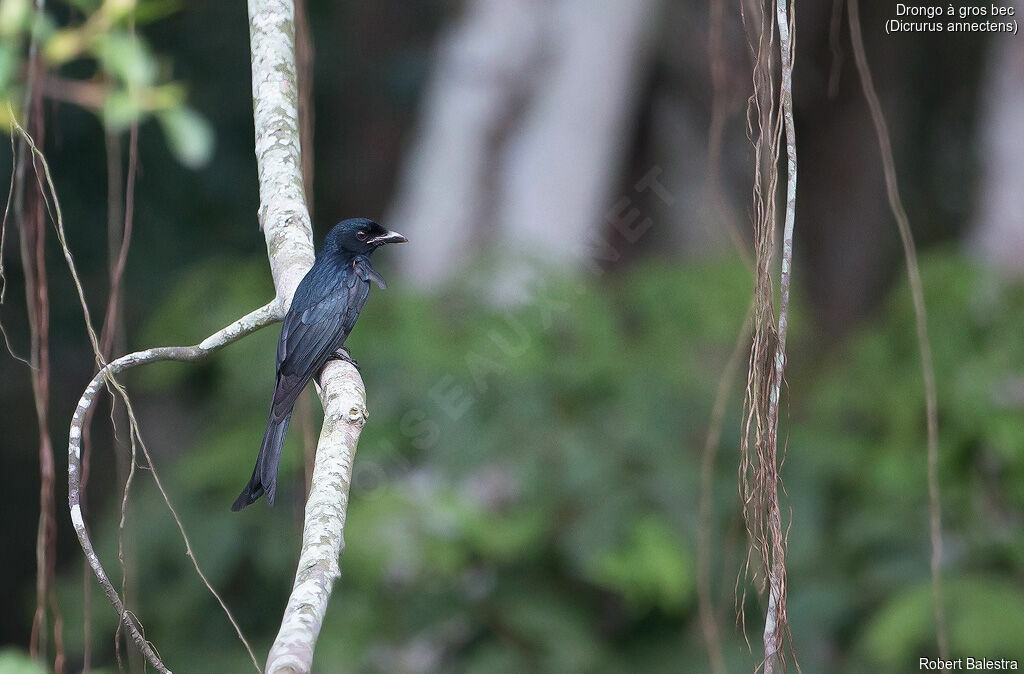 Crow-billed Drongo