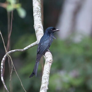 Drongo à gros bec