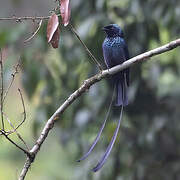 Lesser Racket-tailed Drongo