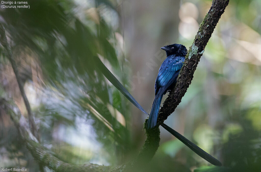 Drongo à rames