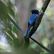 Lesser Racket-tailed Drongo