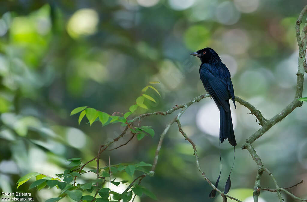 Greater Racket-tailed Drongoadult