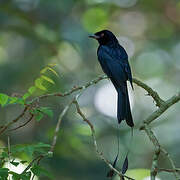 Greater Racket-tailed Drongo