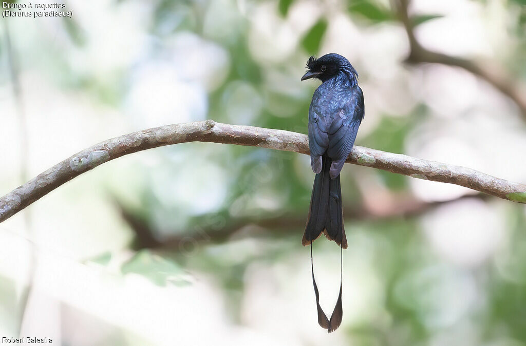 Greater Racket-tailed Drongo