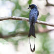 Drongo à raquettes