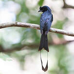 Drongo à raquettes