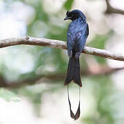 Greater Racket-tailed Drongo