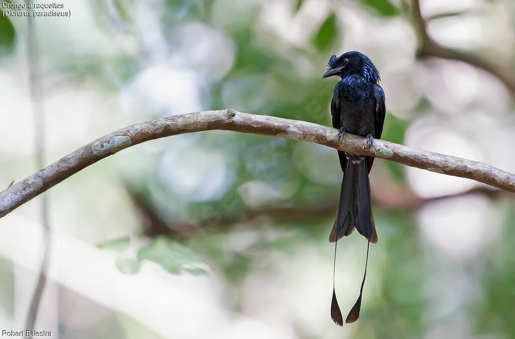 Drongo à raquettes