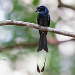 Drongo à raquettes