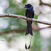 Greater Racket-tailed Drongo