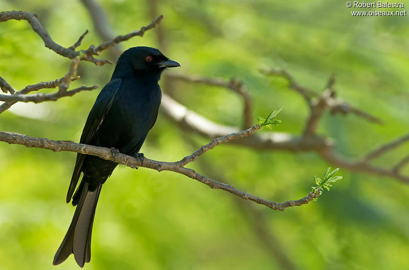 Fork-tailed Drongoadult