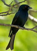 Fork-tailed Drongo