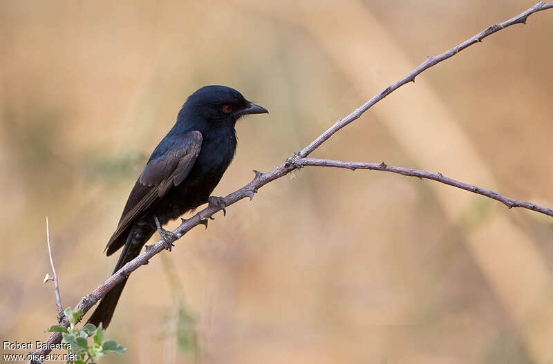 Drongo brillantadulte, identification