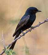 Fork-tailed Drongo