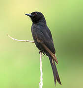 Fork-tailed Drongo