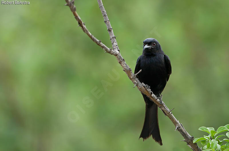 Fork-tailed Drongo