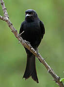 Fork-tailed Drongo