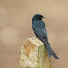 Drongo bronzé