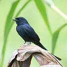 Drongo bronzé