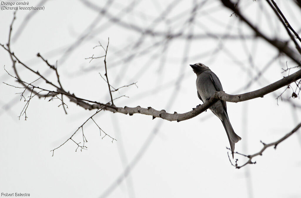 Drongo cendré