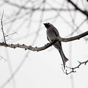 Ashy Drongo