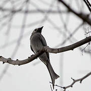 Ashy Drongo