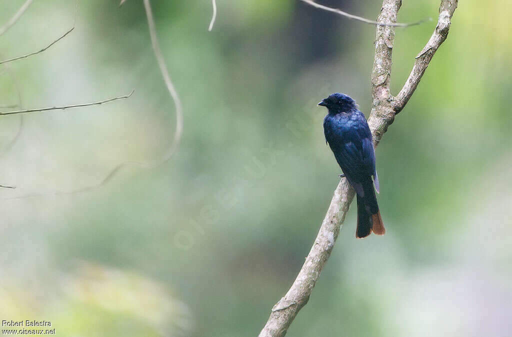 Shining Drongo