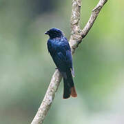 Shining Drongo