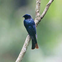 Drongo de forêt