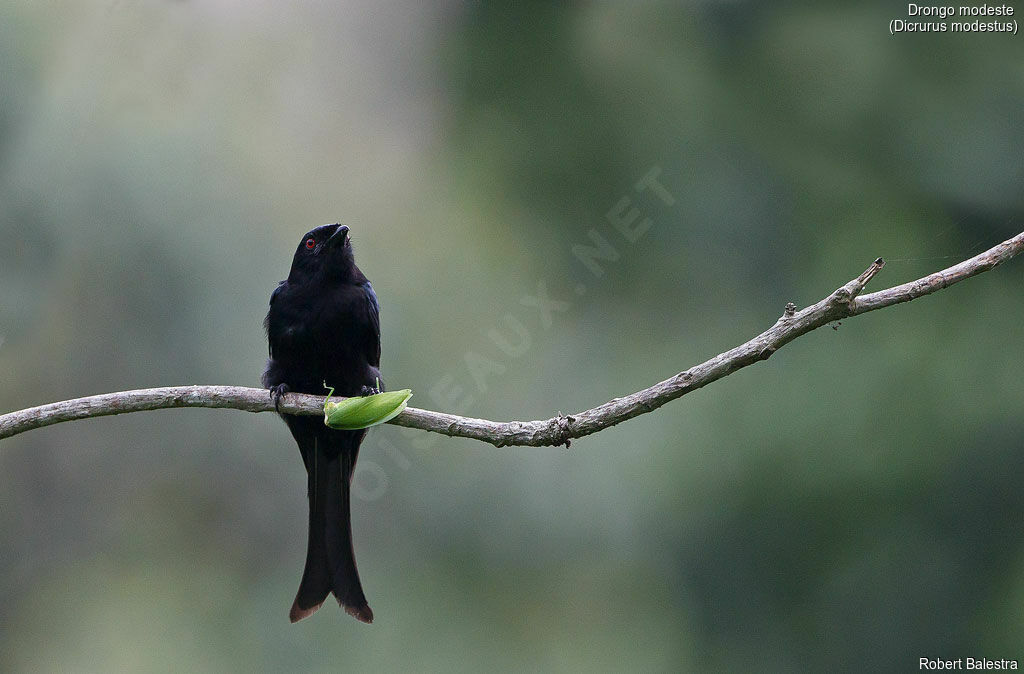 Velvet-mantled Drongo