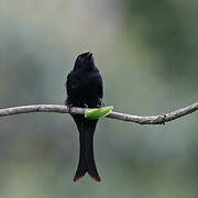 Velvet-mantled Drongo