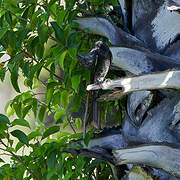 Black Drongo