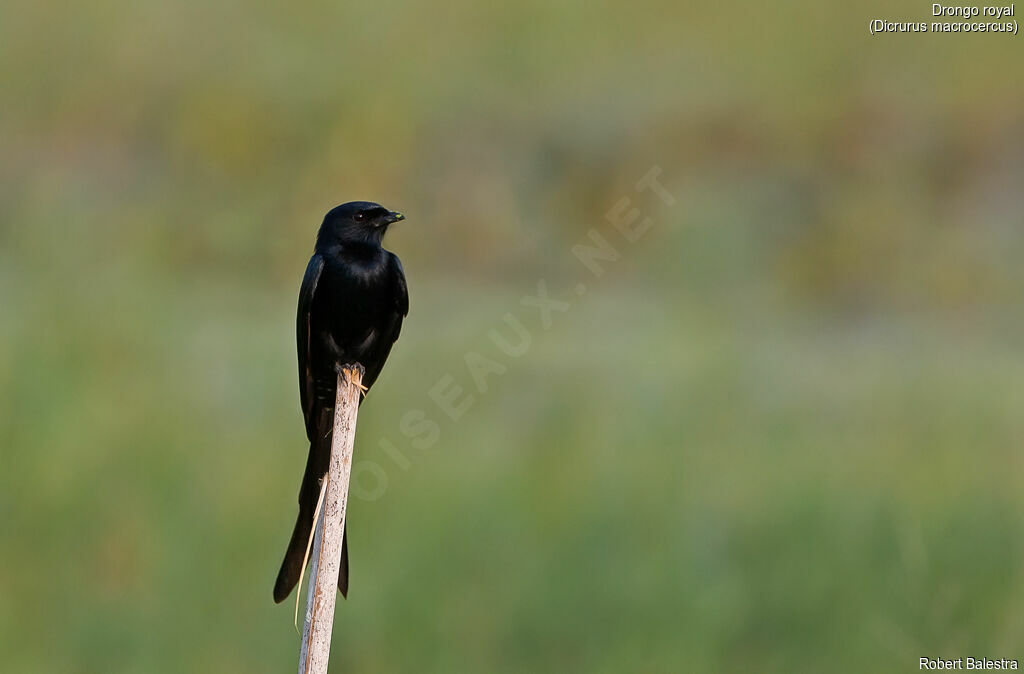 Drongo royal